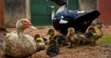 Ouganda : Un Vice-Premier Ministre S&rsquo;évanouit lors d&rsquo;un Événement à 86 Ans